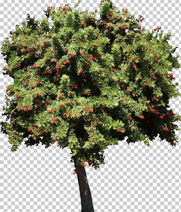 Tree Plant Garden PNG, Clipart, Branch, Bushes, Conifer, Conifers, Evergreen Free PNG Download