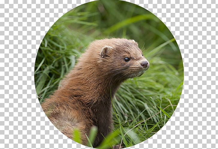 American Mink Otter Lynx European Mink Squirrel PNG, Clipart, American Mink, Animal, Animals, Carnivoran, Dieren Free PNG Download