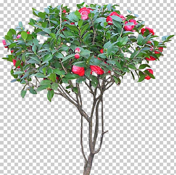 Japanese Camellia Flowering Tea Tree PNG, Clipart, Artificial Flower, Branch, Camellia, Cut Flowers, Designer Free PNG Download