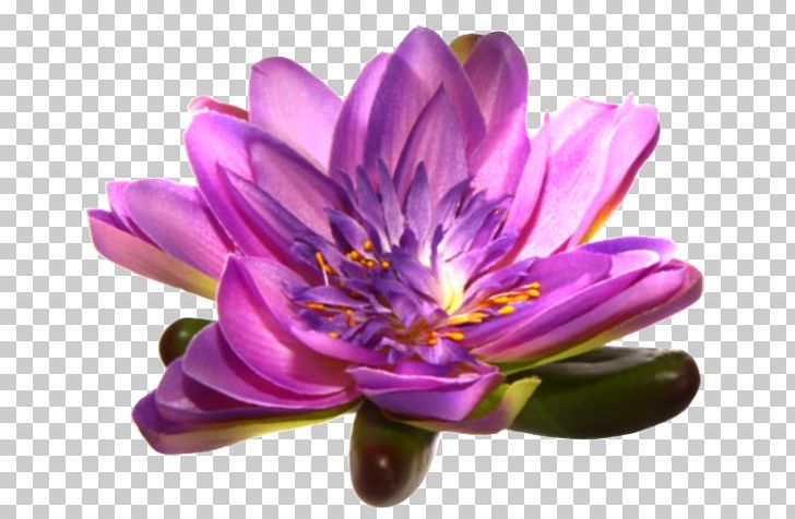 Purple Petal Flower Mauve Violet PNG, Clipart, Annual Plant, Aquatic Plant, Aquatic Plants, Art, Bahar Cicekleri Free PNG Download