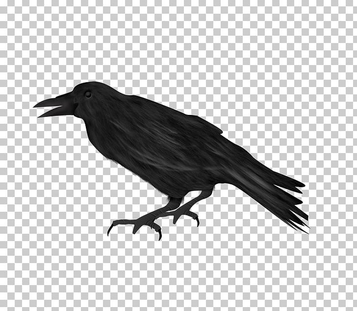 American Crow Rook New Caledonian Crow Common Raven PNG, Clipart, American Crow, Animals, Beak, Bird, Black And White Free PNG Download