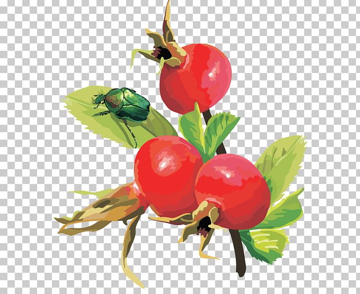 Berry Fruit Euclidean Space PNG, Clipart, Acerola, Acerola Family, Apple, Auglis, Australian Desert Raisin Free PNG Download