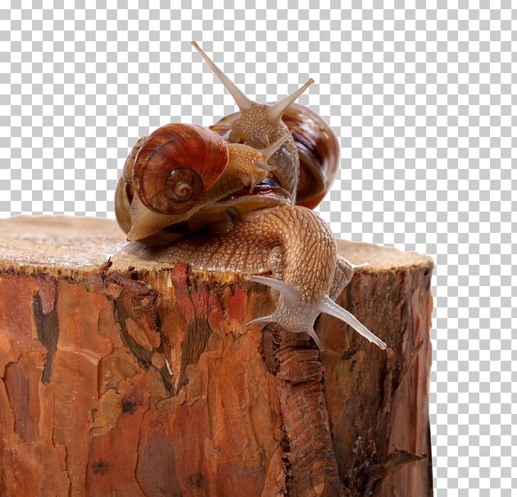 Snail Insect Orthogastropoda Photography Invertebrate PNG, Clipart, Animal, Animals, Banco De Imagens, Burgundy Snail, Drawing Free PNG Download