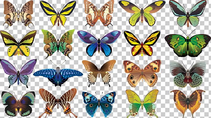 Butterfly Color PNG, Clipart, Animal Figure, Arthropod, Brush Footed Butterfly, Butterflies And Moths, Butterfly Free PNG Download