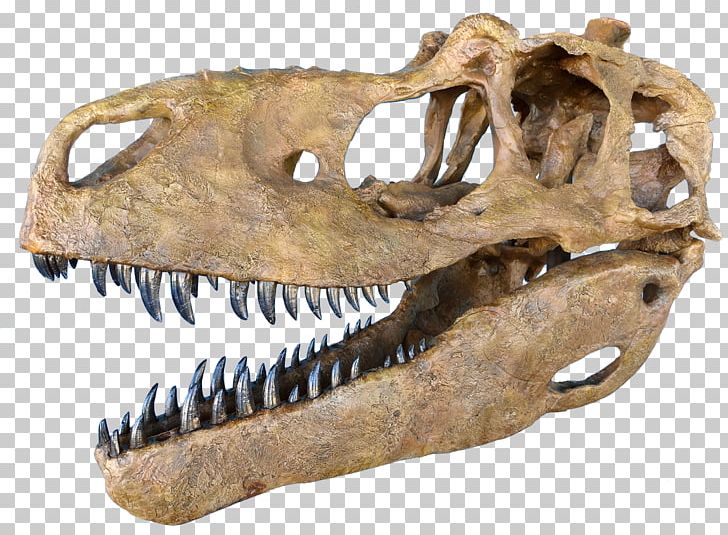 Daspletosaurus Tyrannosaurus Skull Tarbosaurus Dinosaur PNG, Clipart, Allosaurus, Bone, Camarasaurus, Daspletosaurus, Dinosaur Free PNG Download