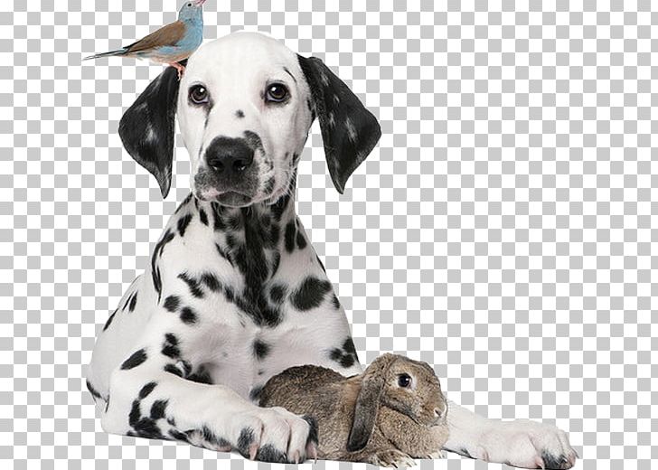 Dog Puppy European Rabbit Pet PNG, Clipart, Animals, Carnivoran, Child, Companion Dog, Dalmatian Free PNG Download