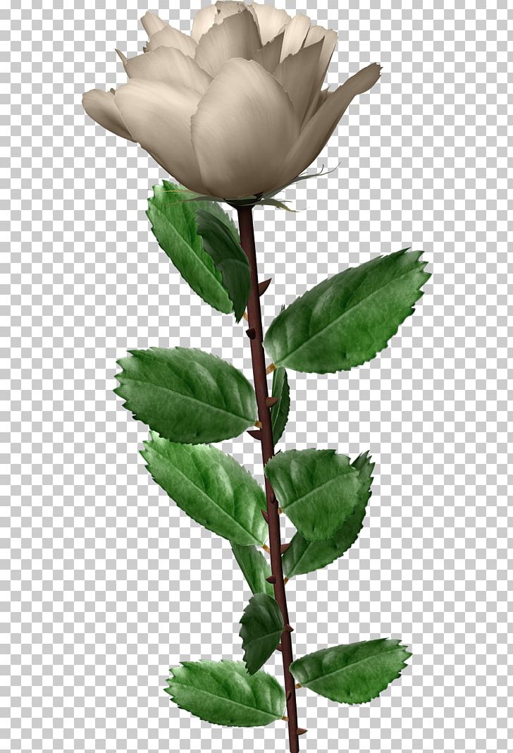 Garden Roses Centifolia Roses Flower PNG, Clipart, Background White, Black White, Branch, Bud, Centifolia Roses Free PNG Download