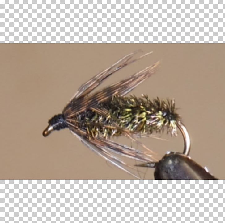 Insect Artificial Fly Fishing Bait Feather Invertebrate PNG, Clipart, Animals, Artificial Fly, Fauna, Feather, Fishing Free PNG Download