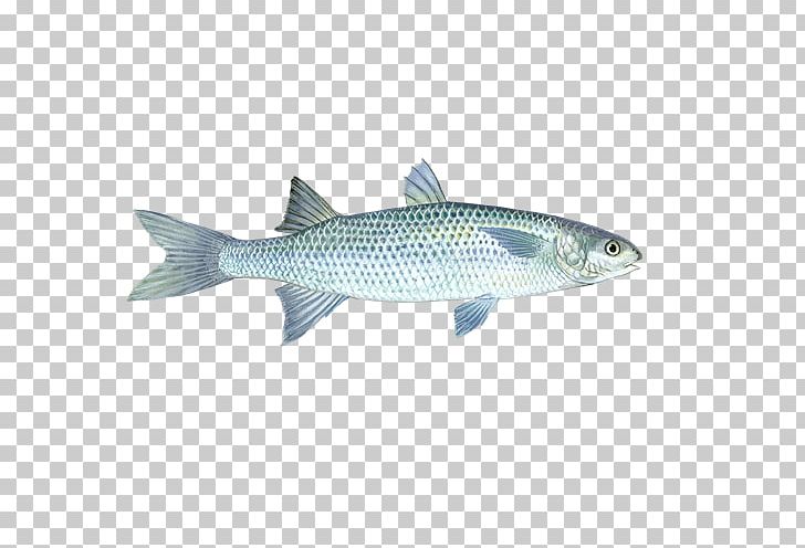 Sardine Mullet Milkfish Coho Salmon Seafood Watch PNG, Clipart, Animals, Barramundi, Bony Fish, Coho, Coho Salmon Free PNG Download