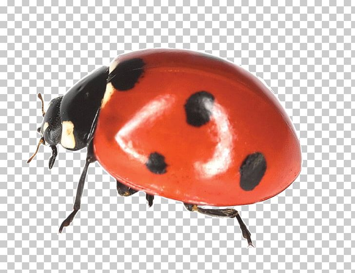 Beetle Ladybird Aphididae Coccinella Septempunctata Pest Control PNG, Clipart, Acyrthosiphon Pisum, Animals, Aphid, Aphididae, Arthropod Free PNG Download