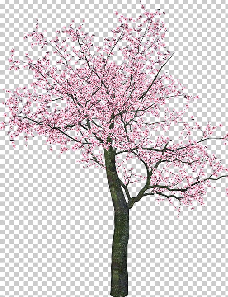 Blossom Tree Flower PNG, Clipart, Blossom, Blossom Tree, Branch, Cherry Blossom, Clip Art Free PNG Download