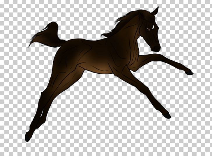 Foal Horse Stallion Pony Mane PNG, Clipart, Bri, Colt, English Riding, Equestrianism, Equestrian Sport Free PNG Download