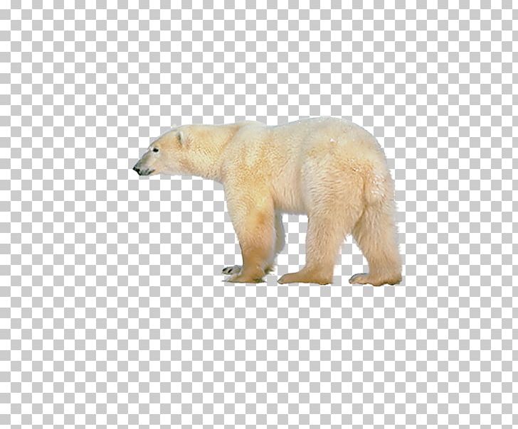Polar Bear PNG, Clipart, Animal, Animals, Back, Back To School, Bear Free PNG Download