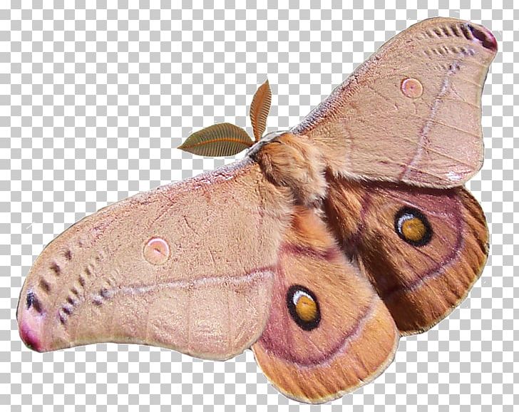 Butterfly Opodiphthera Eucalypti Antheraea Polyphemus Moth Caterpillar PNG, Clipart, Antheraea, Antheraea Polyphemus, Arthropod, Bombycidae, Bombyx Mori Free PNG Download