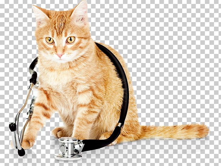 Cat Kitten Dog Veterinarian Veterinary Medicine PNG, Clipart, Animal Er Of Sw Florida, Animals, Asian, Black, Carnivoran Free PNG Download