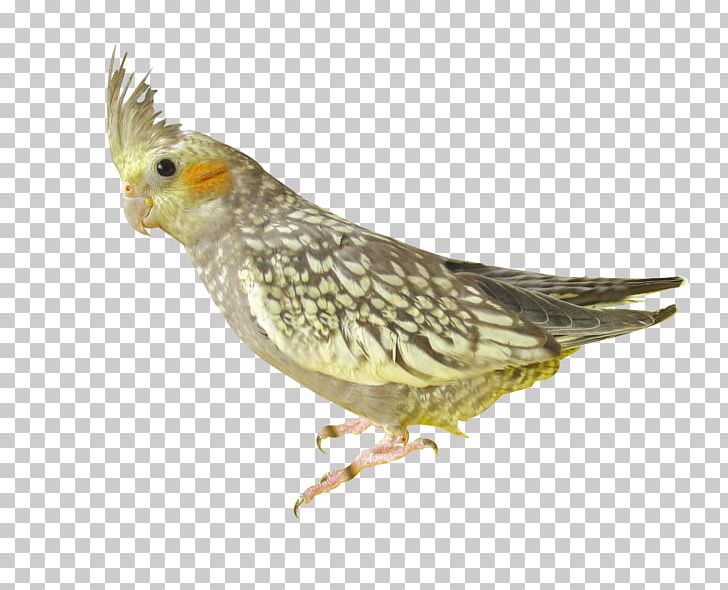 Parrot Parrot Bird PNG, Clipart, Animals, Beak, Birds, Birds Parrot, Brown Free PNG Download