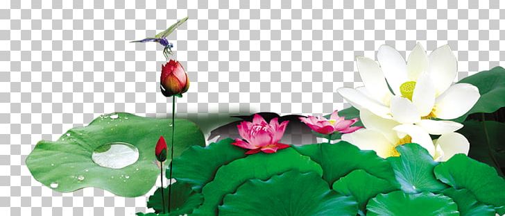 China Xiazhi Nelumbo Nucifera PNG, Clipart, Aquatic Plant, Background Green, Chinese Poetry Congress, Download, Encapsulated Postscript Free PNG Download