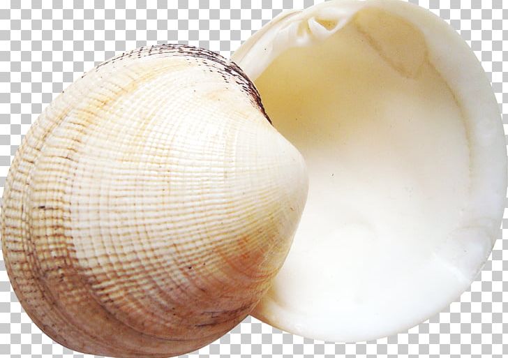 Cockle Seashell Ship PNG, Clipart, Animals, Clam, Clams Oysters Mussels And Scallops, Cockle, Conch Free PNG Download