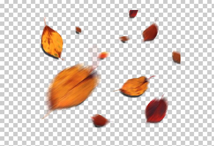 Leaf Autumn Yellow Deciduous PNG, Clipart, Autumn, Autumn Leaves, Autumn Tree, Banana Leaves, Color Free PNG Download