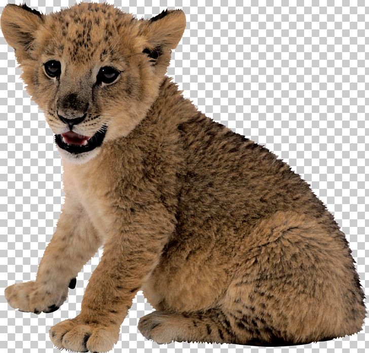 Lion Cougar Black Panther PNG, Clipart, Animals, Ayyappa, Big Cats, Carnivoran, Cat Like Mammal Free PNG Download