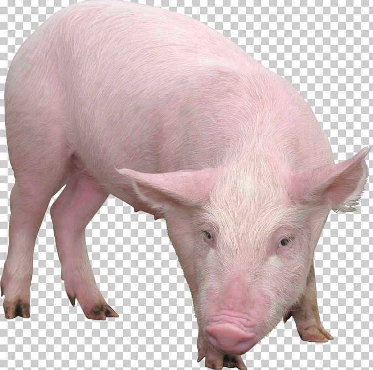 Pig PNG, Clipart, Pig Free PNG Download