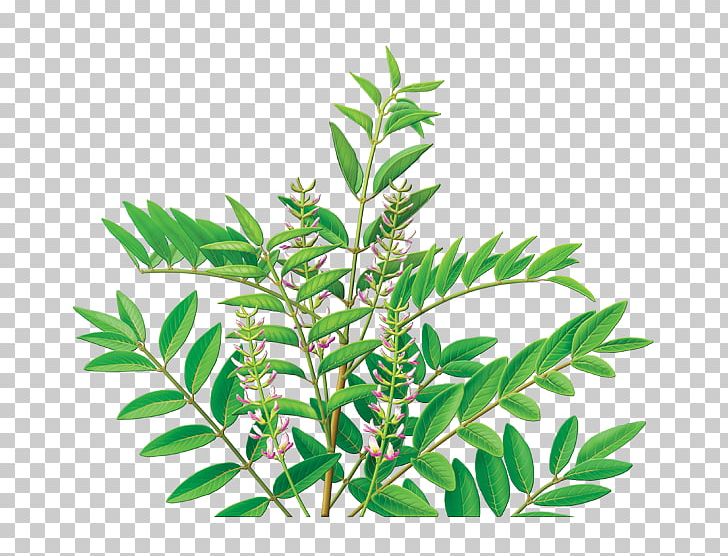 Tea Organic Food Liquorice Extract Herb PNG, Clipart, Branch, Curry Tree, Eating, Extract, Food Free PNG Download