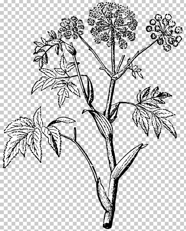 Angelica Archangelica Nordisk Familjebok Plant Stem Leaf PNG, Clipart, Angelica, Angelica Archangelica, Archangelica, Bitters, Black And White Free PNG Download