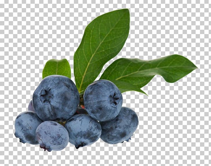 Blueberry Tea Bilberry Huckleberry Fruit PNG, Clipart, Antioxidant, Berry, Blueberry, Blueberry Bush, Blueberry Cake Free PNG Download