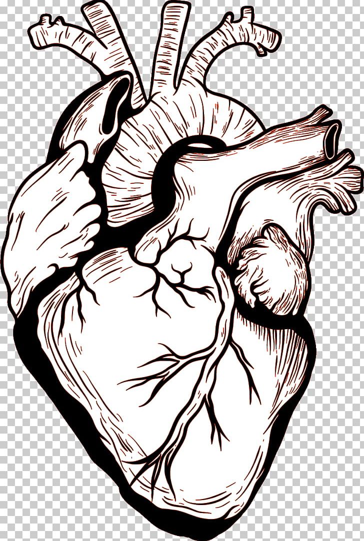 Heart Human Body Drawing PNG, Clipart, Anatomy, Arm, Art, Artwork, Black And White Free PNG Download