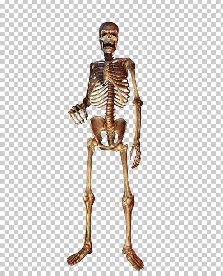 Homo Sapiens Human Skeleton Skull PNG, Clipart, Bone, Euclidean Vector, Fantasy, Gold, Golden Free PNG Download