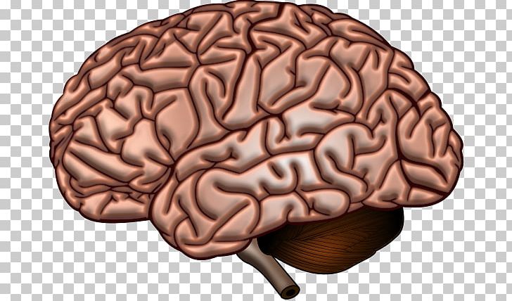 Human Brain Neuroscience Cerebrum Neuroimaging PNG, Clipart, Anatomy, Brain, Brainstem, Brain Tumor, Cerebral Cortex Free PNG Download