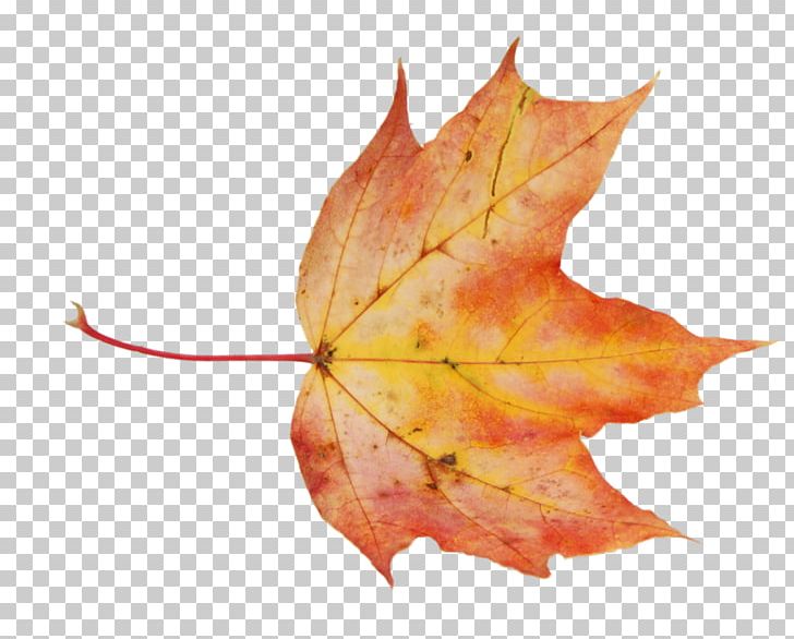 Maple Leaf Portable Network Graphics PNG, Clipart, Cdr, Download, Leaf, Leaflet, Maple Leaf Free PNG Download