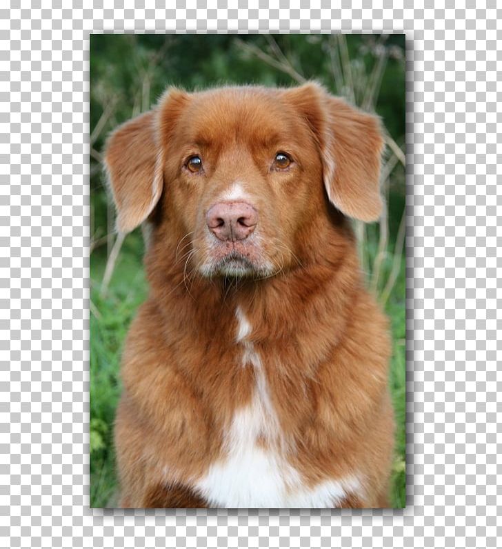 Nova Scotia Duck Tolling Retriever Chesapeake Bay Retriever Golden Retriever Puppy Dog Breed PNG, Clipart, Animals, Breed, Breed Group Dog, Canna, Carnivoran Free PNG Download