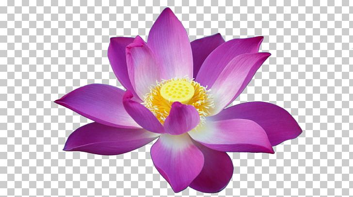 Sacred Lotus Éveille-toi Et Marche... Macintosh MacOS Buddhism PNG, Clipart, Aquatic Plant, Buddhism, Computer Icons, Computer Wallpaper, Egyptian Lotus Free PNG Download