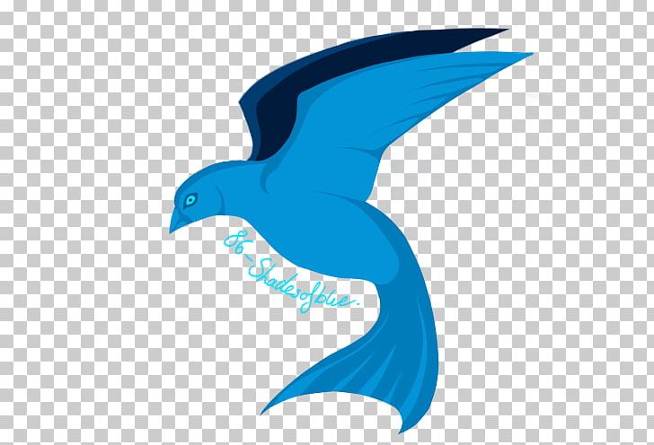 Beak Bird Of Prey Feather PNG, Clipart, Animals, Azure, Beak, Bird, Bird Of Prey Free PNG Download