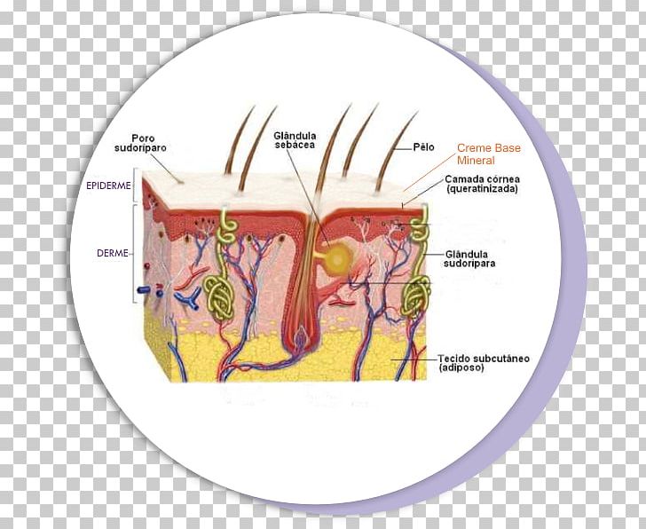 Epithelium Epidermis Tecido Conjuntivo Propriamente Dito Skin PNG, Clipart, Connective Tissue, Dense Connective Tissue, Dermis, Epidermis, Epithelium Free PNG Download