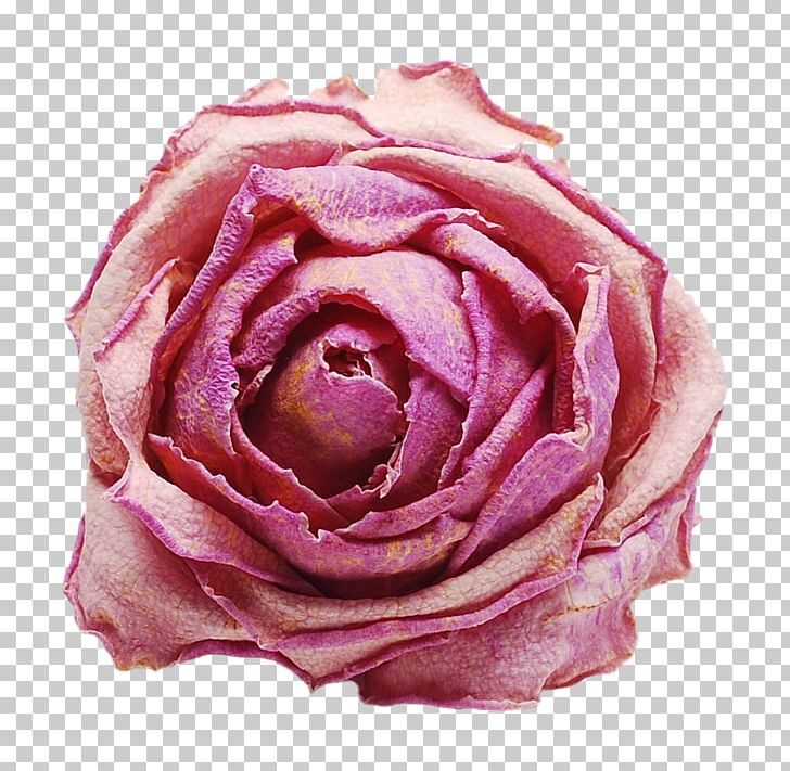 Garden Roses Cut Flowers Centifolia Roses Floribunda PNG, Clipart, Centifolia Roses, Clothing, Cut Flowers, Fashion, Floribunda Free PNG Download
