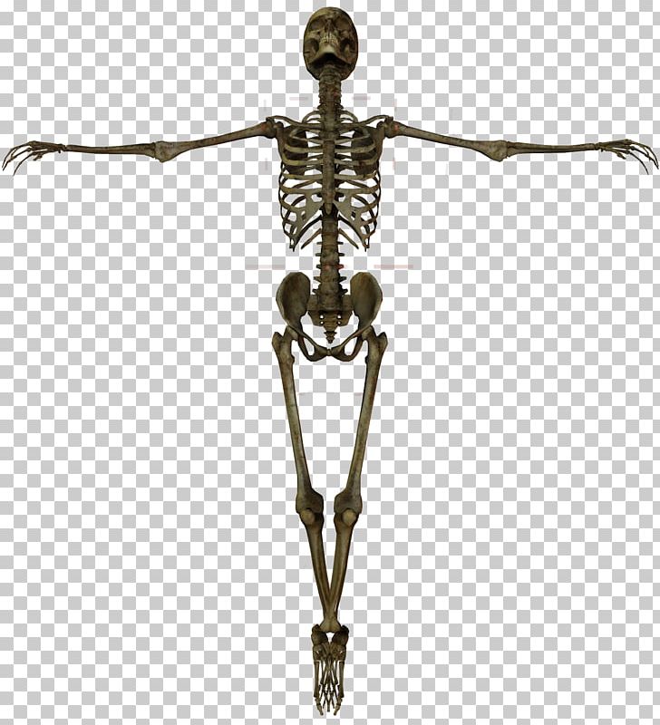 Human Skeleton Human Anatomy Bone PNG, Clipart, Anatomy, Bone, Fantasy, Femur, Hip Free PNG Download