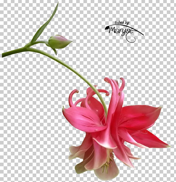 Morning С добрым утром PNG, Clipart, Animaatio, Coffee, Cut Flowers, Daytime, Flora Free PNG Download