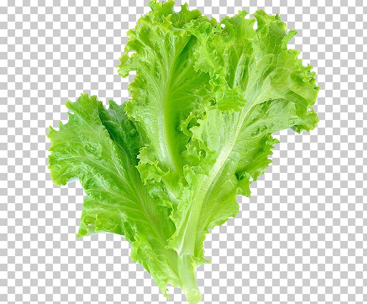 Romaine Lettuce Leaf Vegetable Salad Leaf Lettuce PNG, Clipart, Arugula, Collard Greens, Endive, Food, Food Drinks Free PNG Download