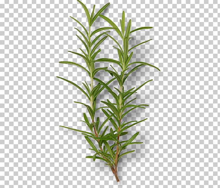 Rosemary Shiseido Skin Care Lotion Cosmetics PNG, Clipart, Cosmetics, Cream, Extract, Herb, Herbalism Free PNG Download
