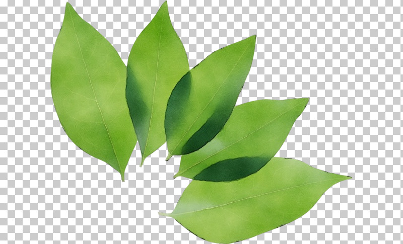 Leaf Plant Green Flower Tree PNG, Clipart, Flower, Green, Herb, Houseplant, Leaf Free PNG Download