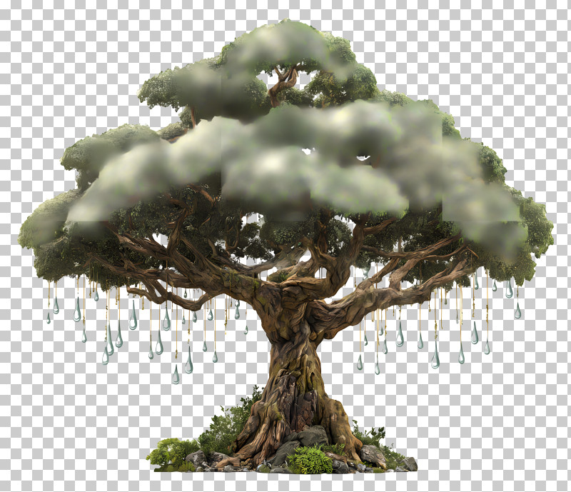 Banyan Tree - Mystical Tree With Hanging Elements PNG