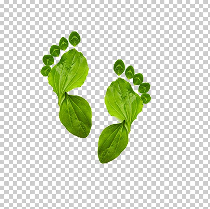 Ecological Footprint Environmentally Friendly Carbon Footprint Ecology PNG, Clipart, Background Green, Footprint, Footprints, Grass, Green Free PNG Download