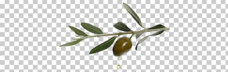 Olive Oil Twig Photography Plant Stem PNG, Clipart, Branch, Cut Flowers, Dripping, Extra Virgin, Extra Virgin Olive Oil Free PNG Download