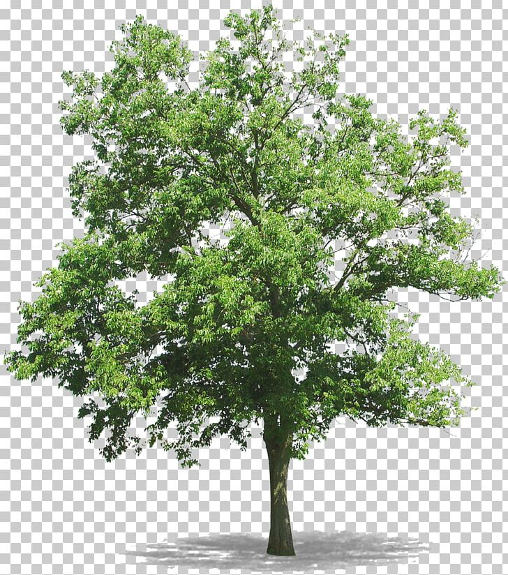 Tree Drawing PNG, Clipart, Arecaceae, Branch, Clip Art, Drawing, Encapsulated Postscript Free PNG Download