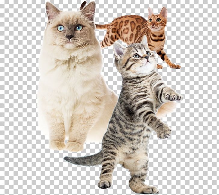 American Shorthair American Bobtail American Wirehair Kurilian Bobtail California Spangled PNG, Clipart, American Shorthair, American Wirehair, Animals, Carnivoran, Cat Like Mammal Free PNG Download