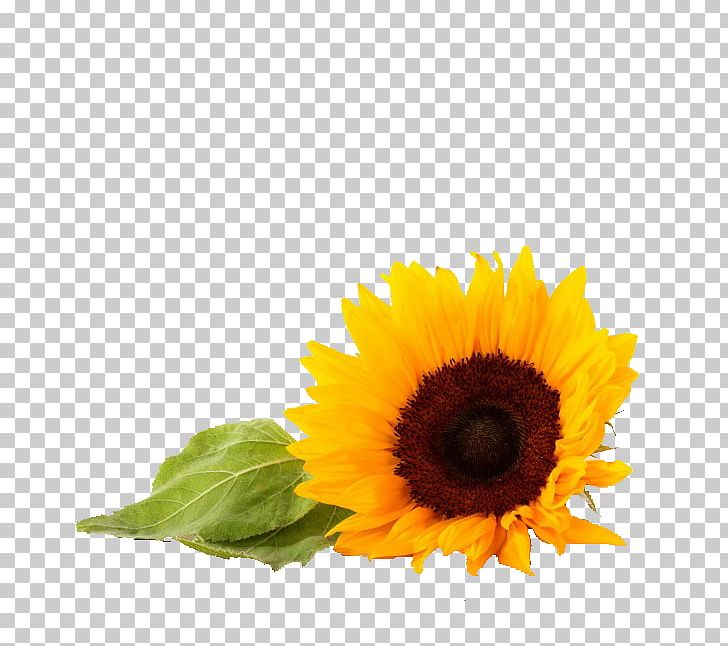 Common Sunflower Light PNG, Clipart, Common Sunflower, Computer Wallpaper, Daisy Family, Decorative, Flower Free PNG Download