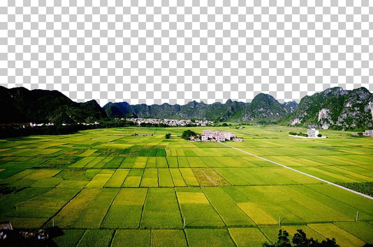 Paddy Field Rice Agriculture PNG, Clipart, Computer Wallpaper, Crop, Fields, Five Grains, Football Field Free PNG Download