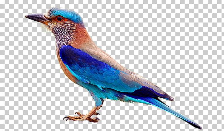 Telangana Forest Department Indian Roller Bird Symbol PNG, Clipart, Andhra Pradesh, Animal, Beak, Bird, Bluebird Free PNG Download